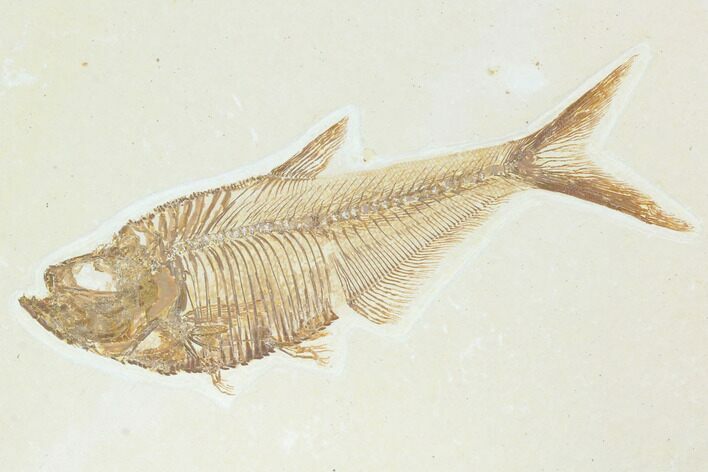 Fossil Fish (Diplomystus) - Green River Formation #122730